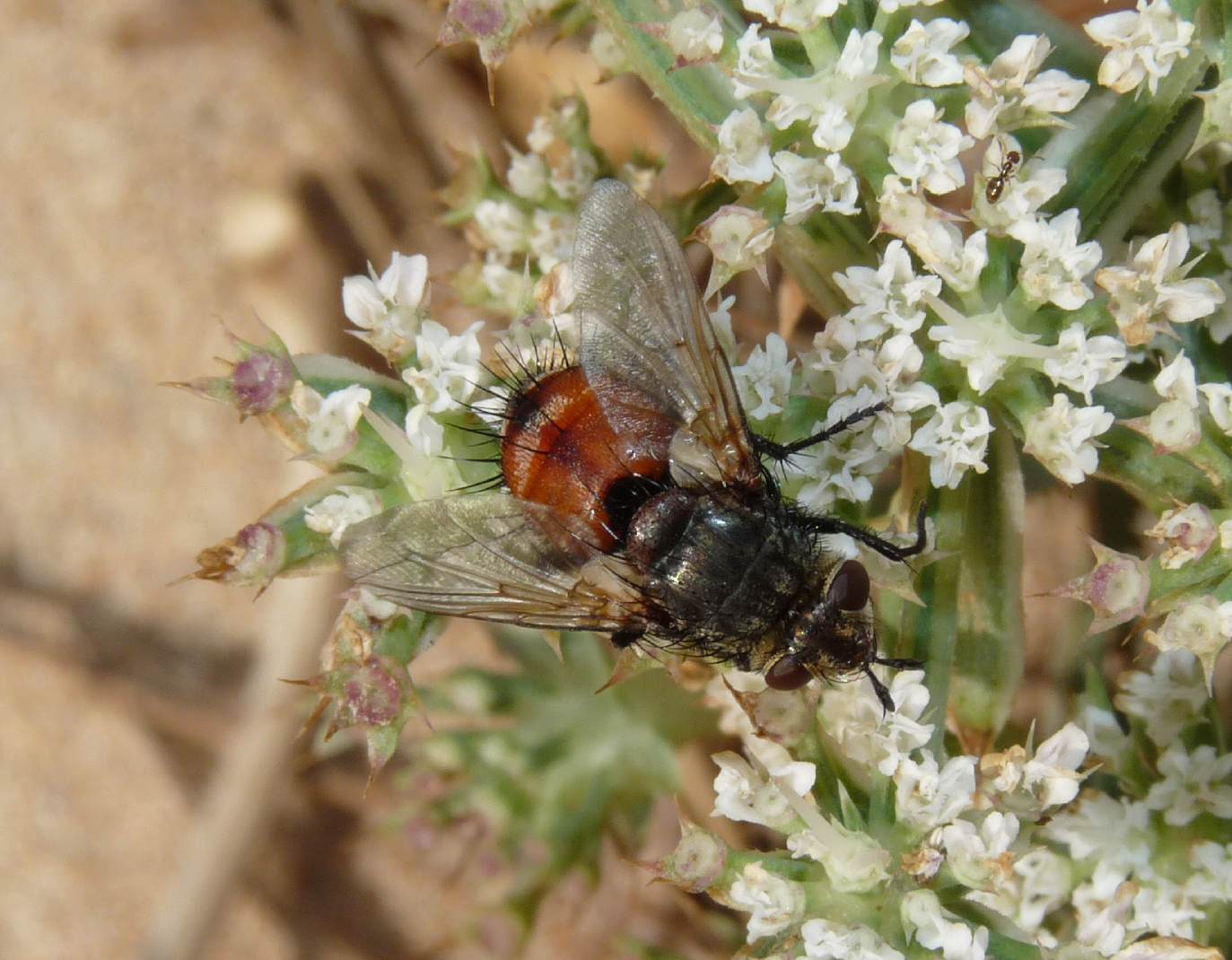 Peleteria sp. (Tachinidae).